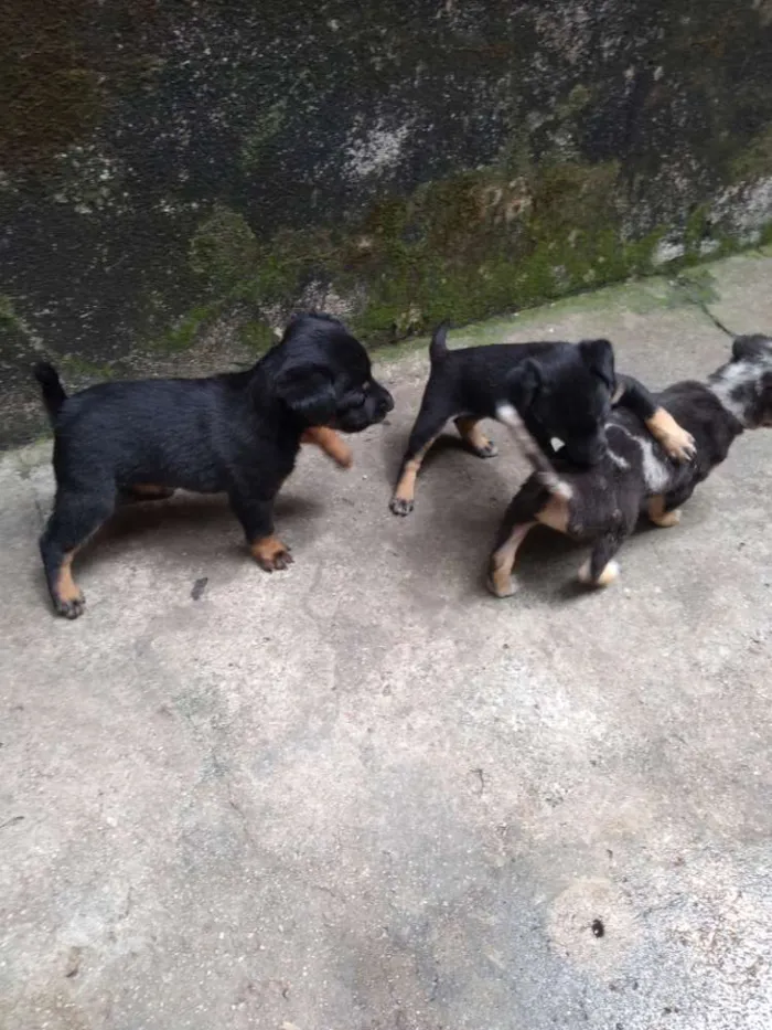 Cachorro raça Vira latas  idade Abaixo de 2 meses nome Sem nome