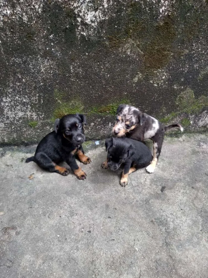 Cachorro raça Vira latas  idade Abaixo de 2 meses nome Sem nome