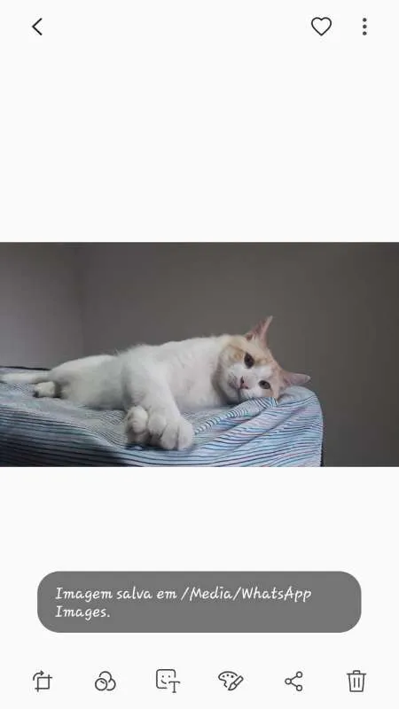 Gato ra a srd idade 1 ano nome Mingau