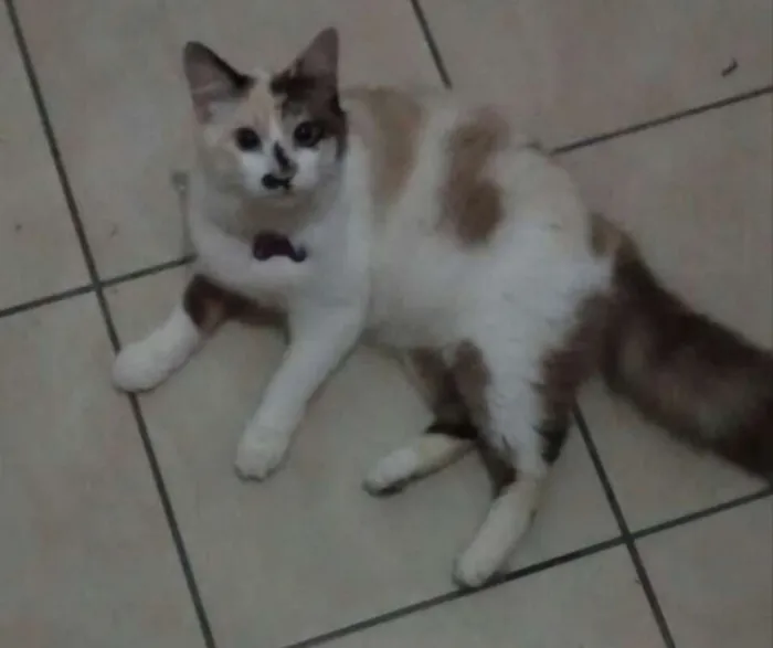 Gato ra a srd idade 2 anos nome Toph