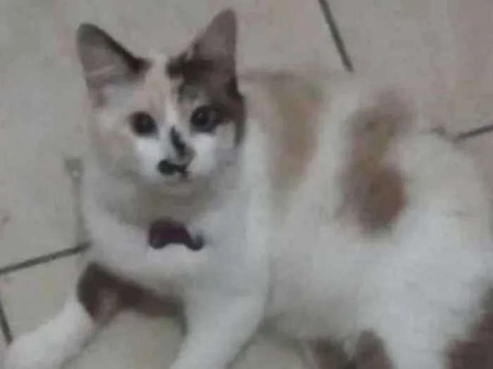 Gato ra a srd idade 2 anos nome Toph