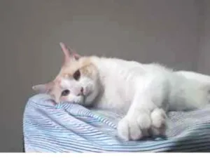 Gato raça srd idade 1 ano nome Mingau