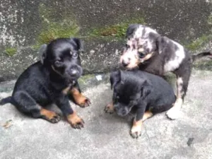 Cachorro raça Vira latas  idade Abaixo de 2 meses nome Sem nome
