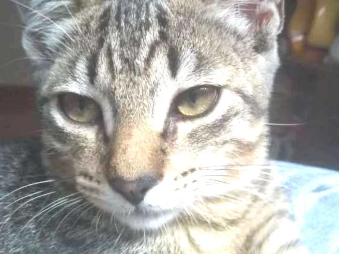 Gato raça  idade 7 a 11 meses nome Léo