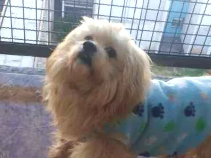 Cachorro ra a SRD idade 3 anos nome Max