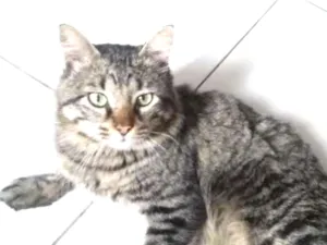 Gato raça  idade 2 anos nome Tigrao 