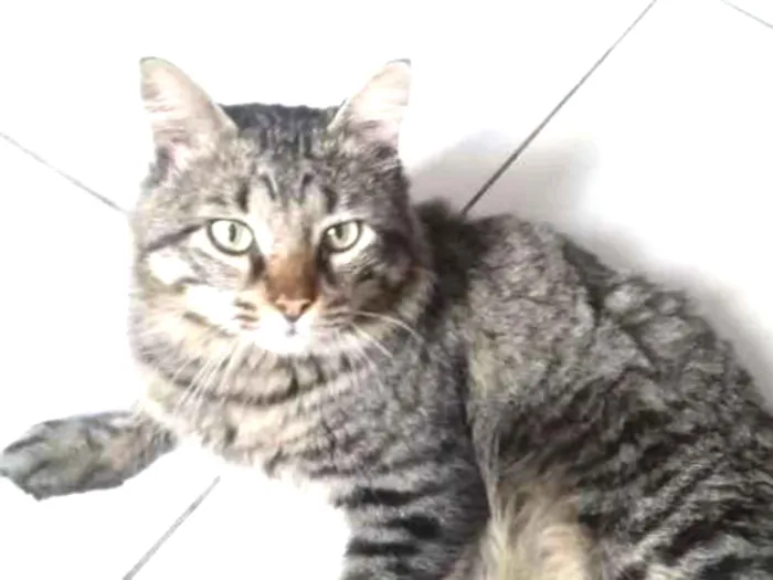 Gato ra a  idade 2 anos nome Tigrao 