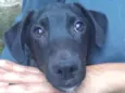 HUGO