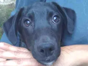 Cachorro raça SRD idade  nome HUGO