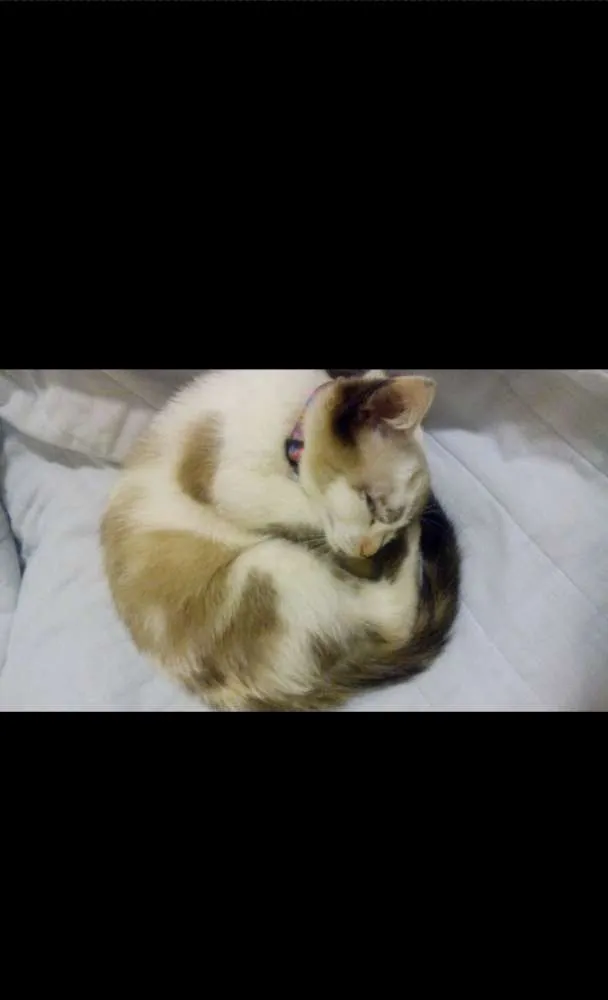 Gato raça  idade 2 a 6 meses nome Zoe