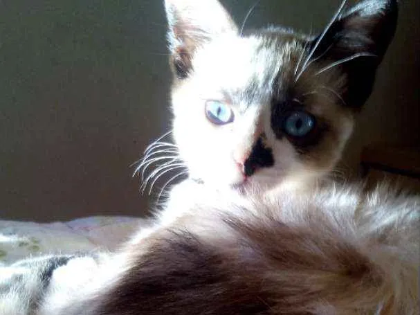 Gato raça  idade 2 a 6 meses nome Zoe