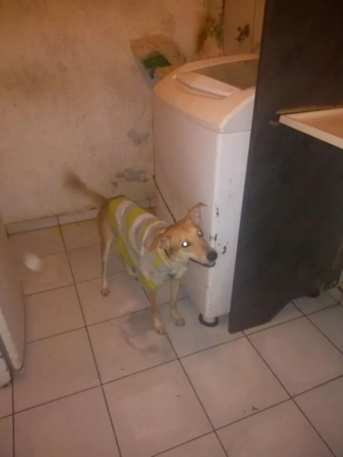 Cachorro raça Raça não indefinida idade 2 a 6 meses nome Billy