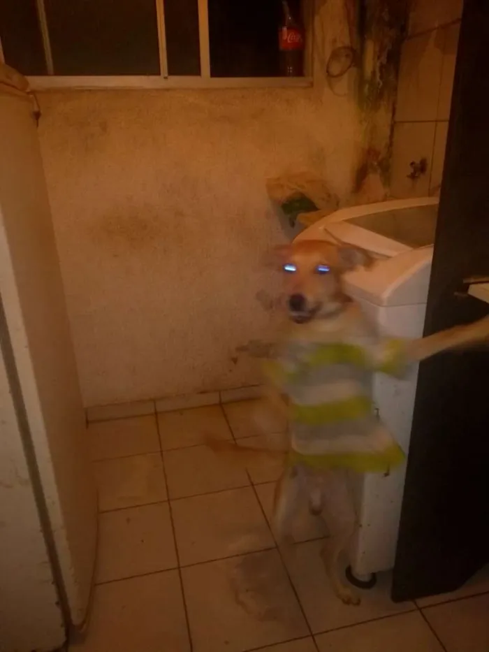 Cachorro raça Raça não indefinida idade 2 a 6 meses nome Billy
