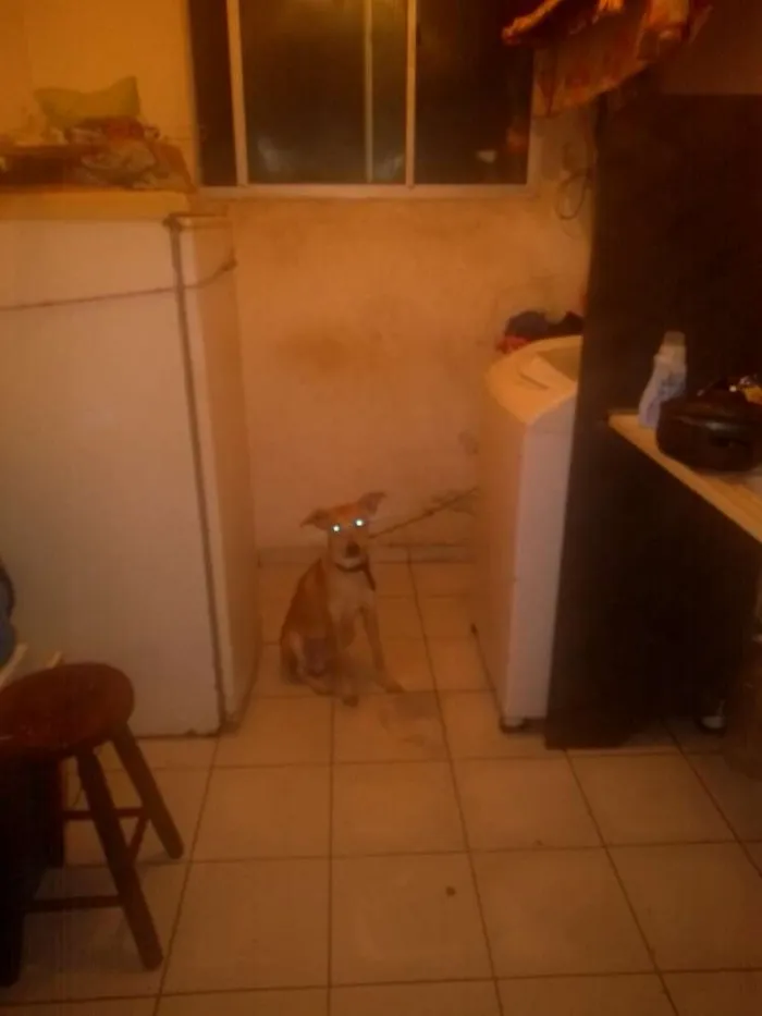 Cachorro raça Raça não indefinida idade 2 a 6 meses nome Billy