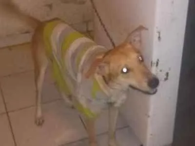 Cachorro raça Raça não indefinida idade 2 a 6 meses nome Billy