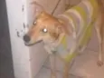 Billy