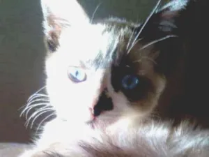 Gato raça  idade 2 a 6 meses nome Zoe