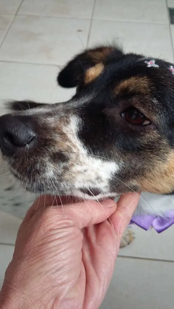 Cachorro ra a SRD idade 2 anos nome Maria