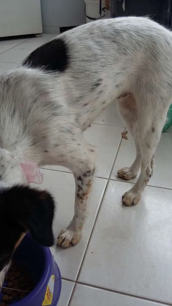 Cachorro ra a SRD idade 2 anos nome Maria