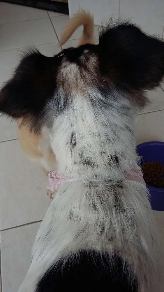 Cachorro ra a SRD idade 2 anos nome Maria
