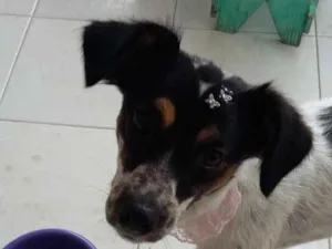 Cachorro raça SRD idade 2 anos nome Maria