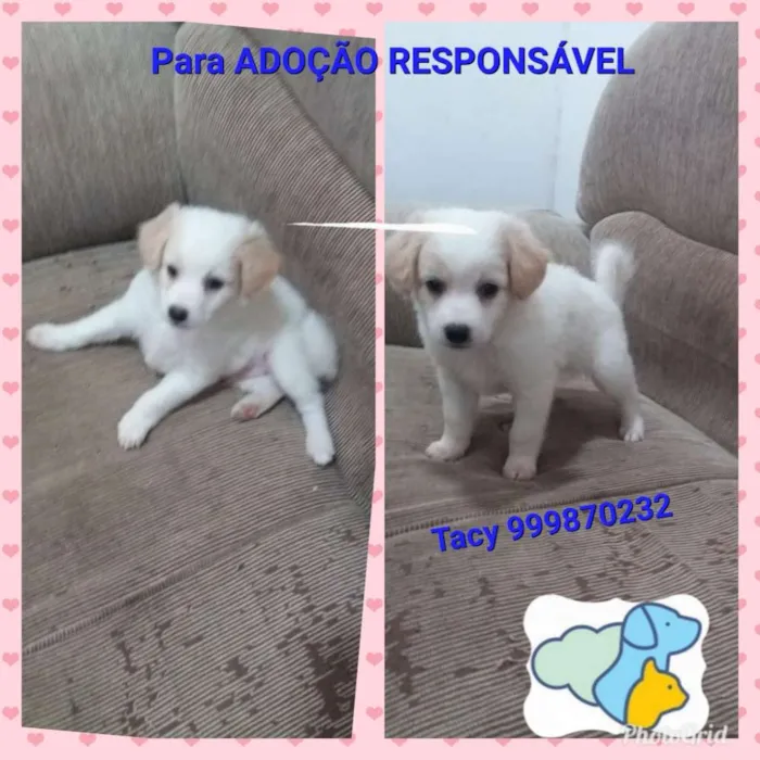Cachorro raça Srd idade 2 a 6 meses nome Filhotes
