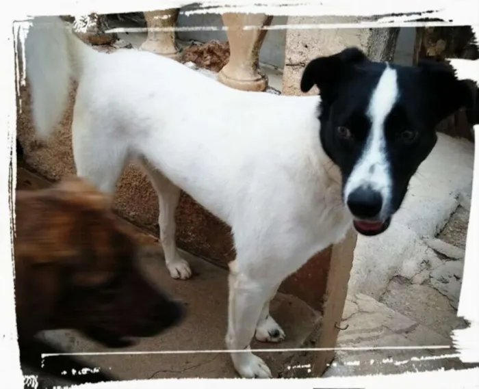 Cachorro ra a SRD idade 3 anos nome Topolino