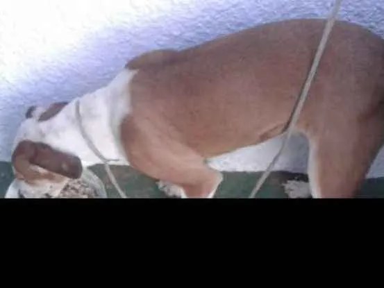 Cachorro ra a pittbullcom americano  idade 1 ano nome spayk