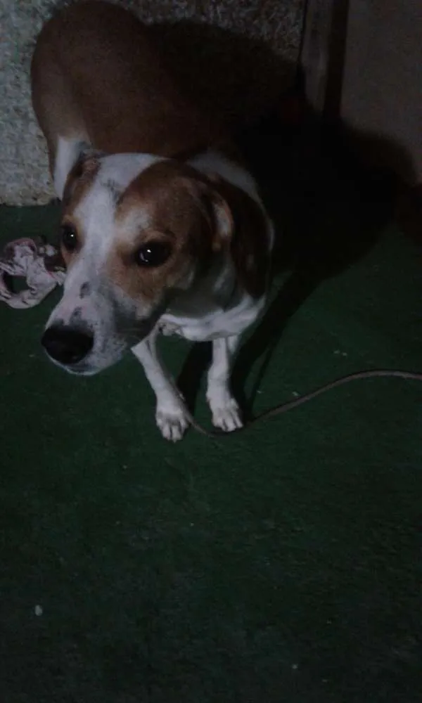 Cachorro ra a pittbullcom americano  idade 1 ano nome spayk