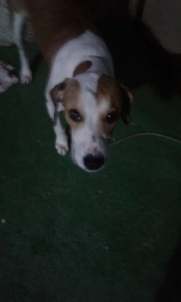 Cachorro ra a pittbullcom americano  idade 1 ano nome spayk