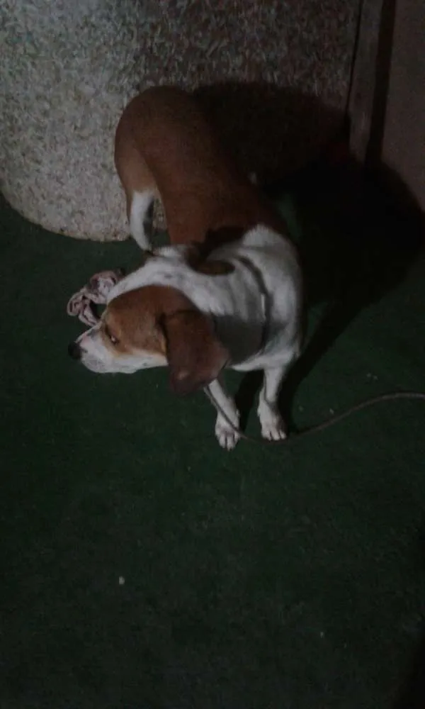 Cachorro ra a pittbullcom americano  idade 1 ano nome spayk