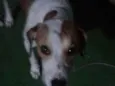 spayk