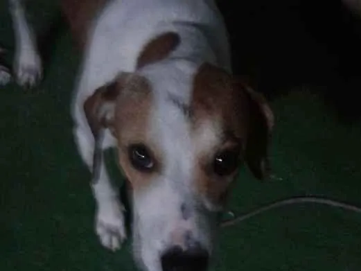 Cachorro ra a pittbullcom americano  idade 1 ano nome spayk