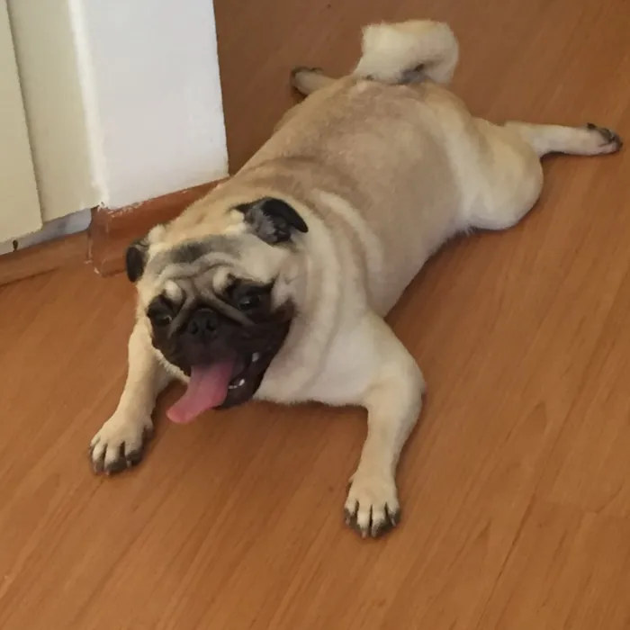 Cachorro ra a Pug idade 4 anos nome Olívia
