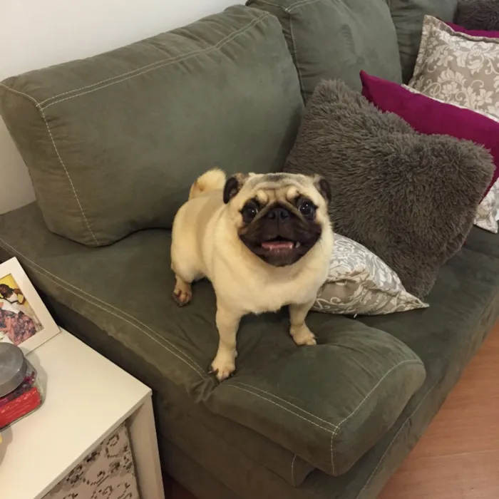 Cachorro ra a Pug idade 4 anos nome Olívia