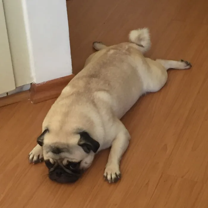 Cachorro ra a Pug idade 4 anos nome Olívia