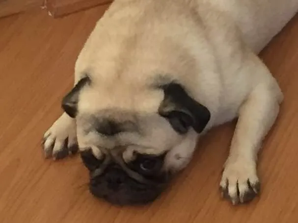 Cachorro ra a Pug idade 4 anos nome Olívia