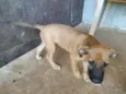 Magia e Belo