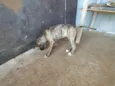 Magia e Belo