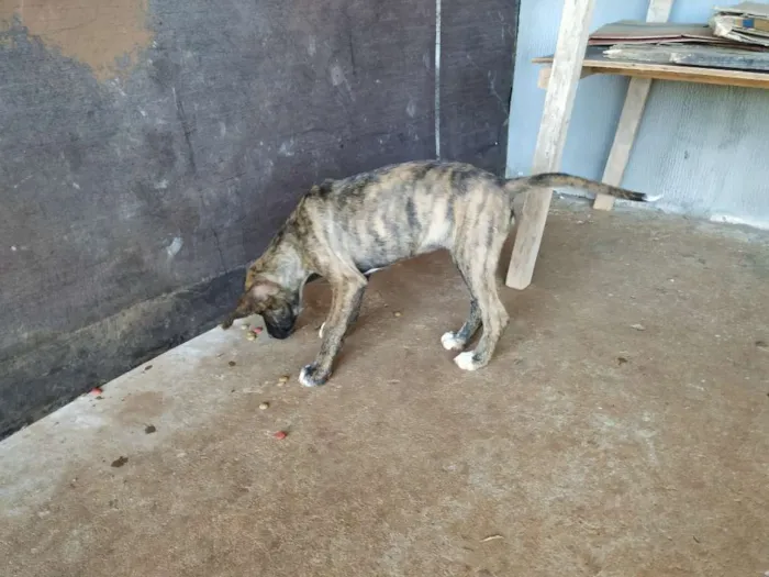 Cachorro raça Sem raça definida idade 2 a 6 meses nome Magia e Belo