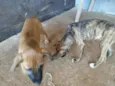 Magia e Belo
