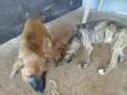 Magia e Belo