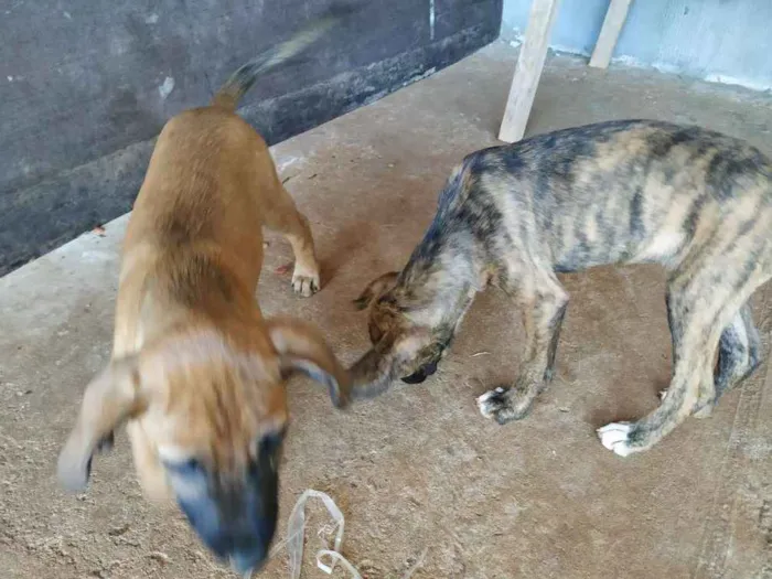 Cachorro raça Sem raça definida idade 2 a 6 meses nome Magia e Belo