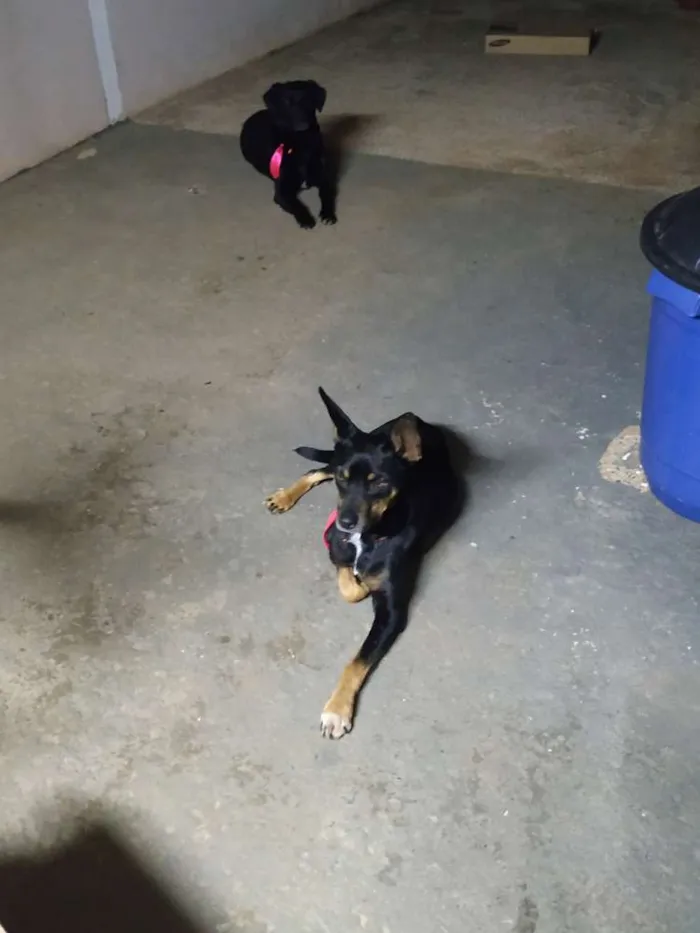 Cachorro raça Sem raça definida idade  nome Júnior