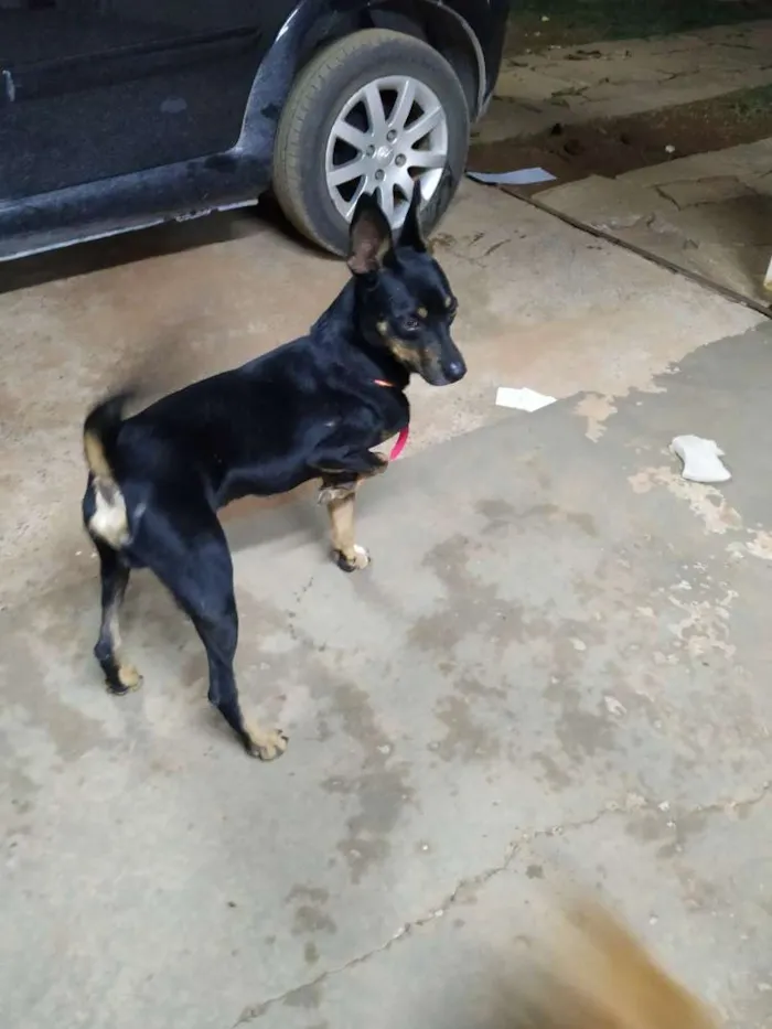 Cachorro raça Sem raça definida idade  nome Júnior