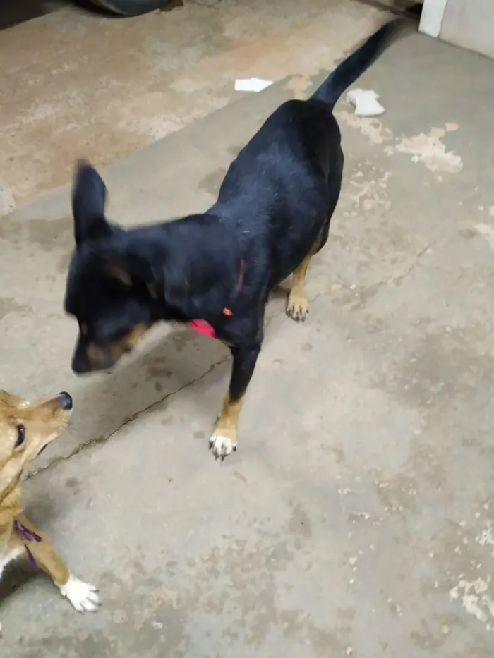 Cachorro raça Sem raça definida idade  nome Júnior