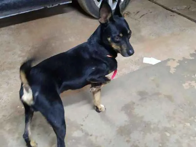 Cachorro raça Sem raça definida idade  nome Júnior