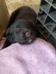 Luna e Bel