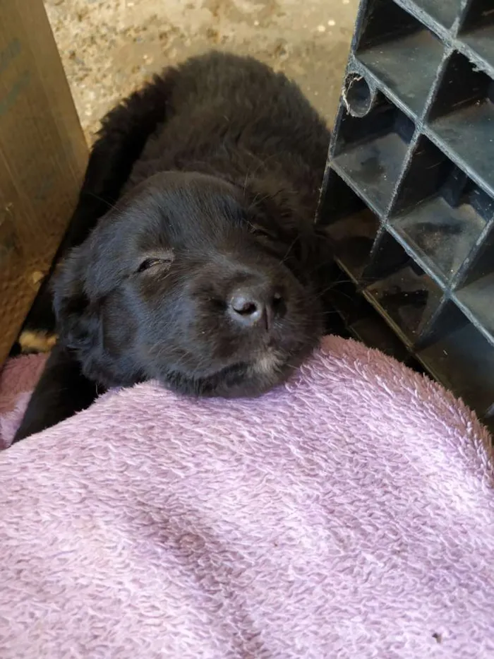 Cachorro raça Sem raça definida idade Abaixo de 2 meses nome Luna e Bel