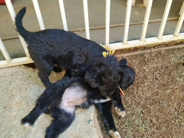 Cachorro raça Sem raça definida idade Abaixo de 2 meses nome Luna e Bel